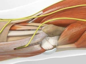 Detailed view of the shoulder and arm muscles, including tendons and nerves, emphasizing human anatomy for medical and educational purposes.